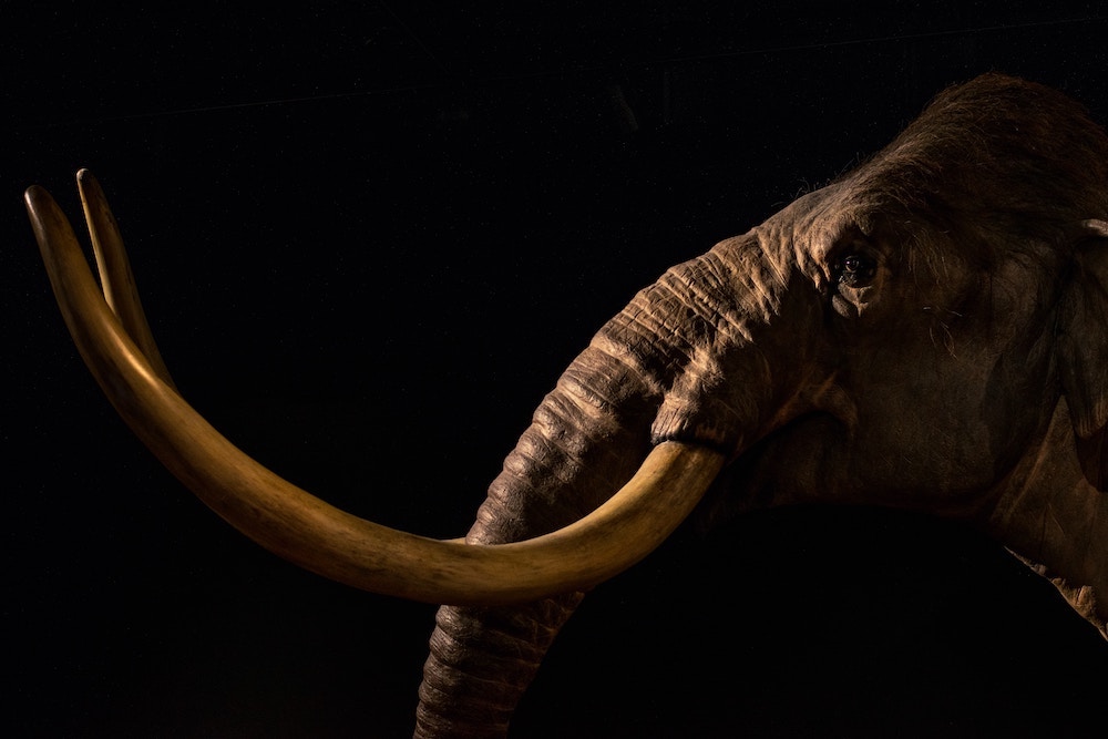A life-like rendering of a wooly mammoth gazing still into the darkness of a natural history museum
