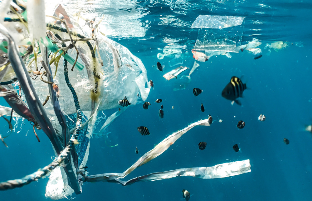 A school of fish swim around plastic bags floating in the ocean.